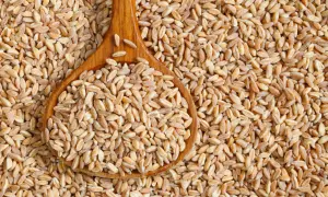 Chicchi di farro in un cucchiaio di legno, un alimento salutare per chi soffre di colite.