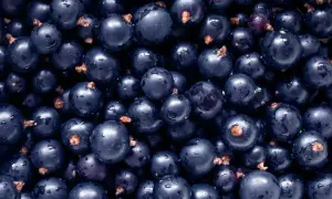 Un primo piano di ribes nigrum, bacche scure e lucide con gocce d'acqua, pronte per essere gustate.
