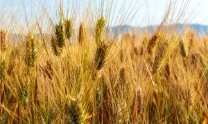 Campo dorato di grano Senatore Cappelli, un cereale antico ricco di glutine, pronto per essere raccolto.