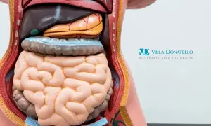 Modello anatomico del torso umano che mostra gli organi interni, inclusi intestino e stomaco. Una buona gestione può aiutare a far sì che i diverticoli spariscano.