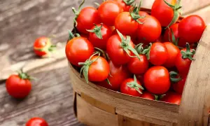 Cesto pieno di pomodorini rossi, freschi e succosi. Attenzione, un consumo eccessivo potrebbe causare gonfiore addominale.