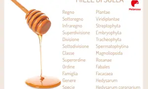 Miele di sulla che cola da un mestolo di legno, con la classificazione botanica della pianta da cui proviene. Un dolce nettare che parla della sua proprietà.
