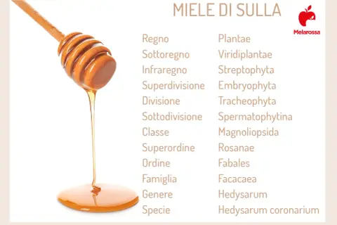Miele di sulla che cola da un mestolo di legno, con la classificazione botanica della pianta da cui proviene. Un dolce nettare che parla della sua proprietà.