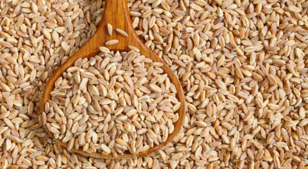 Chicchi di farro in un cucchiaio di legno, un alimento salutare per chi soffre di colite.