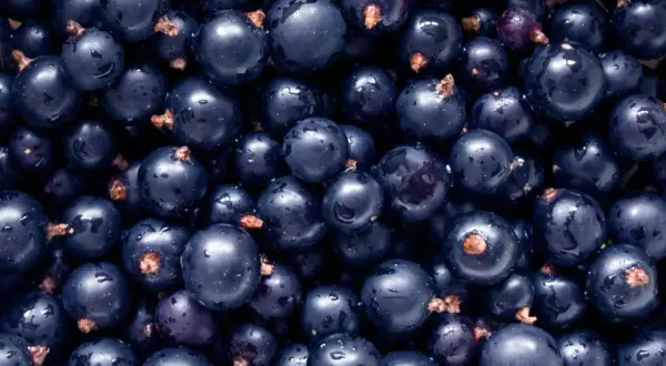 Un primo piano di ribes nigrum, bacche scure e lucide con gocce d'acqua, pronte per essere gustate.