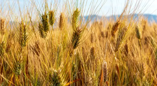 Campo dorato di grano Senatore Cappelli, un cereale antico ricco di glutine, pronto per essere raccolto.