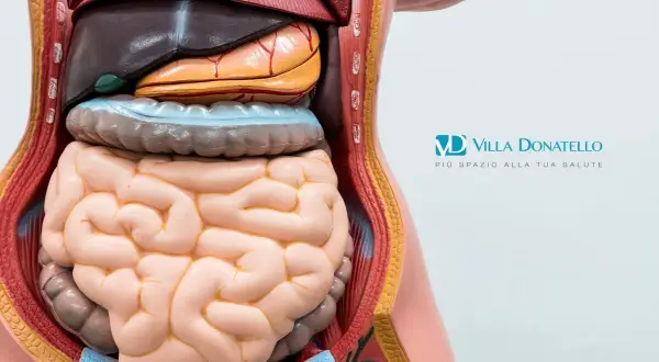 Modello anatomico del torso umano che mostra gli organi interni, inclusi intestino e stomaco. Una buona gestione può aiutare a far sì che i diverticoli spariscano.