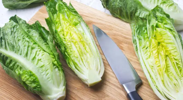 Lattuga romana su tagliere con coltello. Attenzione, lattuga cotta fa male.