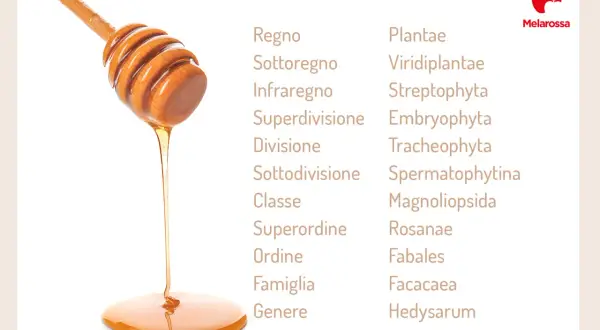 Miele di sulla che cola da un mestolo di legno, con la classificazione botanica della pianta da cui proviene. Un dolce nettare che parla della sua proprietà.