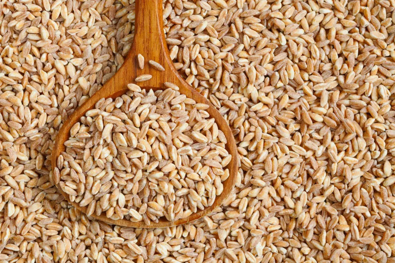 Chicchi di farro in un cucchiaio di legno, un alimento salutare per chi soffre di colite.