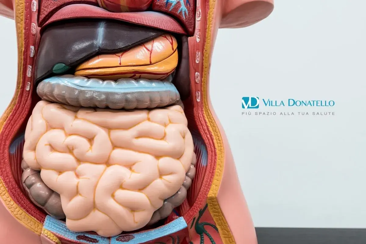 Modello anatomico del torso umano che mostra gli organi interni, inclusi intestino e stomaco. Una buona gestione può aiutare a far sì che i diverticoli spariscano.