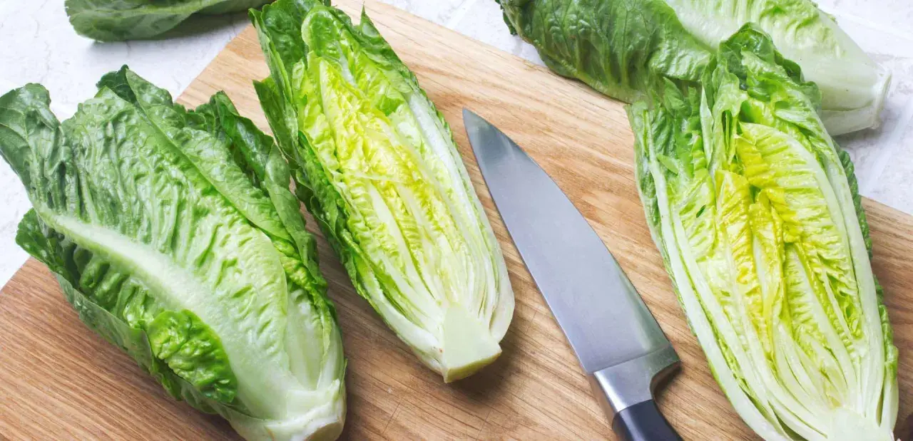 Lattuga romana su tagliere con coltello. Attenzione, lattuga cotta fa male.