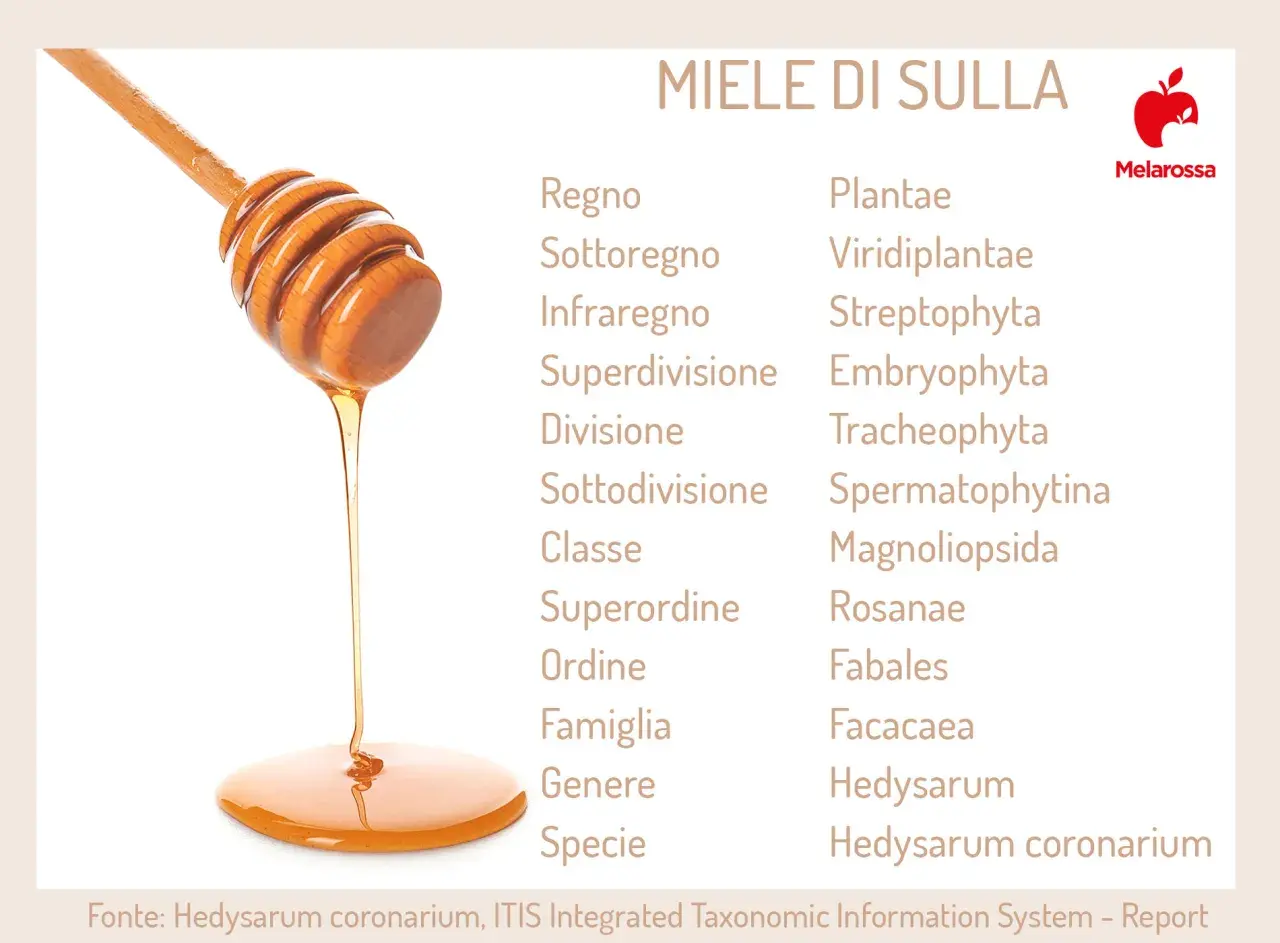 Miele di sulla che cola da un mestolo di legno, con la classificazione botanica della pianta da cui proviene. Un dolce nettare che parla della sua proprietà.
