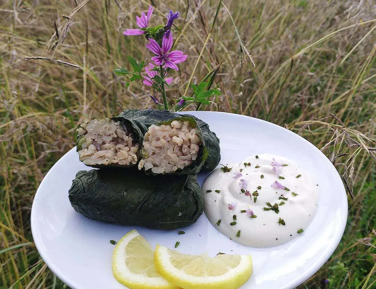 Dolma con riso e erbe, serviti con salsa cremosa e limone. Un piatto che ricorda il sapore del decotto di malva fresca dosi.