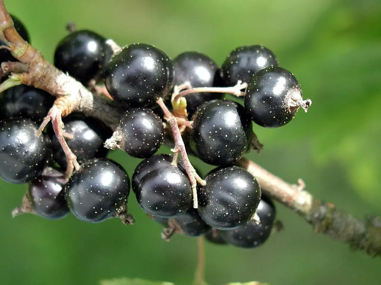 Grappoli di ribes nigrum maturi, neri e lucidi, con piccoli puntini dorati, pendono da un ramo.