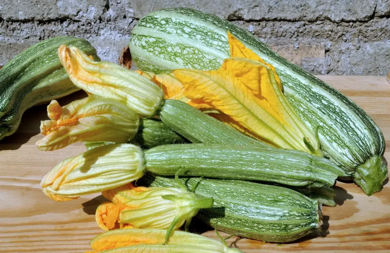 Zucchine fresche e fiori di zucca, una verdura con la 