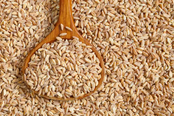 Chicchi di farro in un cucchiaio di legno, un alimento salutare per chi soffre di colite.