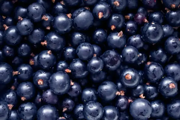 Un primo piano di ribes nigrum, bacche scure e lucide con gocce d'acqua, pronte per essere gustate.