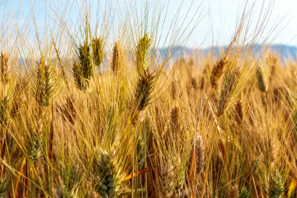 Campo dorato di grano Senatore Cappelli, un cereale antico ricco di glutine, pronto per essere raccolto.