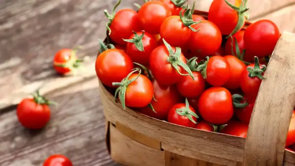 Cesto pieno di pomodorini rossi, freschi e succosi. Attenzione, un consumo eccessivo potrebbe causare gonfiore addominale.