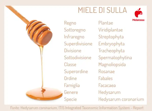 Miele di sulla che cola da un mestolo di legno, con la classificazione botanica della pianta da cui proviene. Un dolce nettare che parla della sua proprietà.